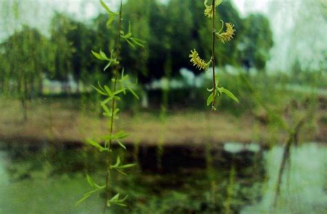 江雨霏霏江草齊|江雨霏霏江草齐，六朝如梦鸟空啼。